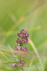 Thymus
