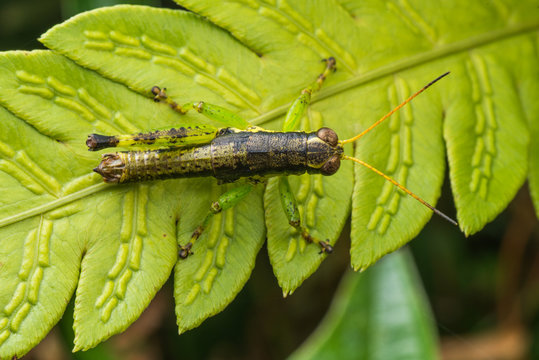 locust on green leaf