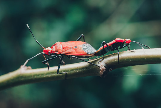 red stink bugs mating