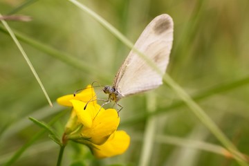 Butterfly on flower.