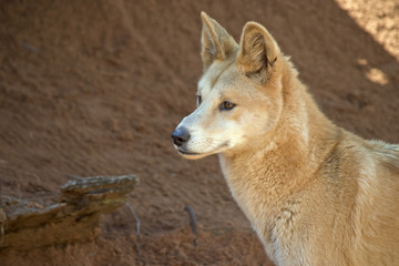 golden dingos