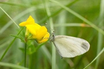 Yellow flower for color background.