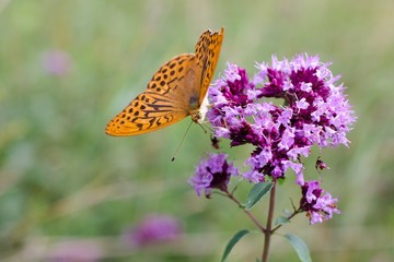 Argynnis paphia