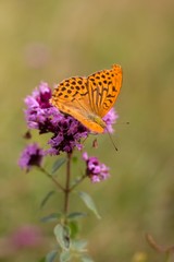 Argynnis paphia