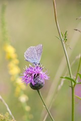 Maculinea arion