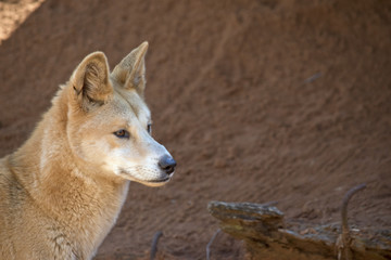golden dingos