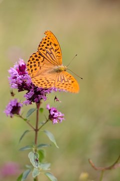 Argynnis paphia