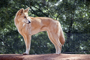 golden dingo