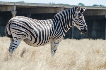 Adult zebra in the reserve