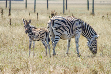 Fototapeta na wymiar Zebra with foal