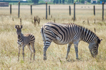 Zebra with foal