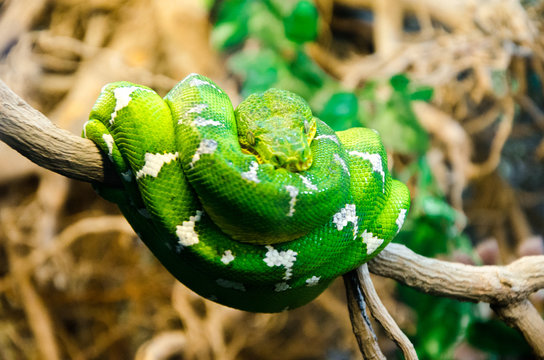 Green Snake on the branch