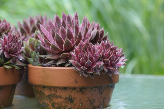 Purple Succulents in a Terracotta Pots