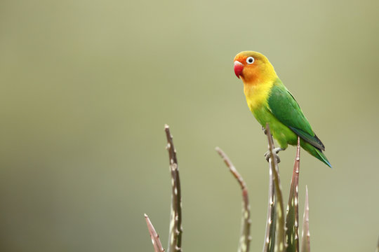 Fischer's Lovebird