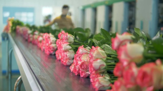 Groups of roses on a conveyor belt.