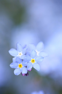 Blue forget-me-not flowers