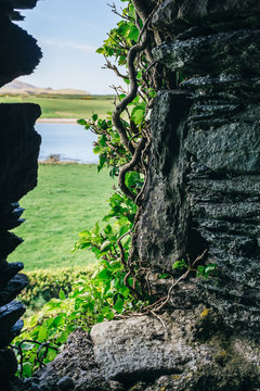 Vines growing on Ballycarbery Castle
