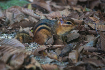 Chipmunk