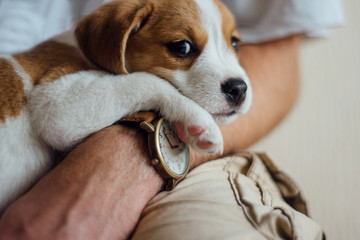 Cute puppy laying on the hand