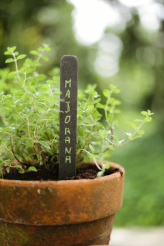 Latin name for marjoram handwritten on chalkboard label standing in pot