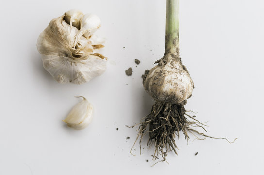 Just picked garlic