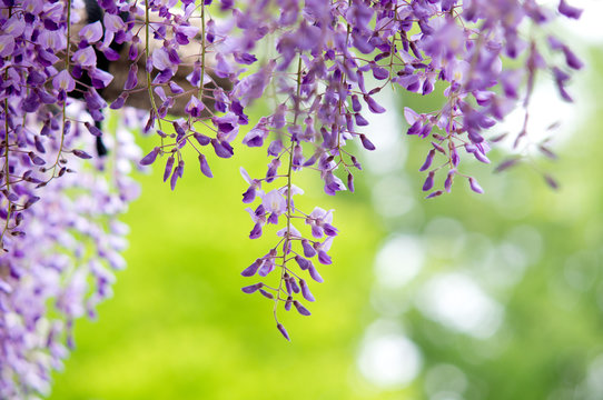 Machida-shi peony garden &middot; Wisteria flowers sway in the wind. 町田市牡丹園・藤の花が風にそよぐ