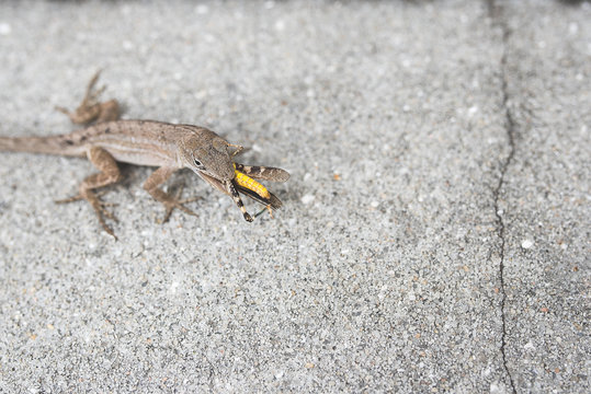 A Lizard Eats a Grasshopper