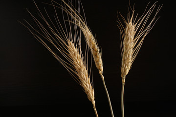 Ears of wheat on a black background