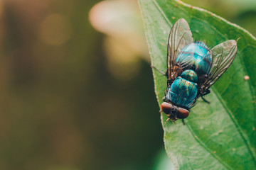 insect fly on green leaf