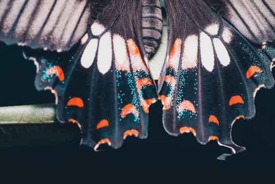 butterfly macro