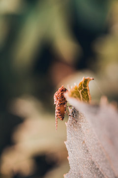 insect fly macro