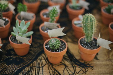 Botanical succulent cactus mini plants in terra cotta planters as wedding favors