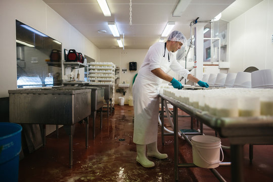 Middle age man working in goat cheese kitchen