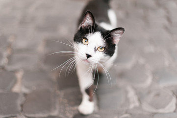 Cat Standing on a Cobblestone Street in Italy and Looking at the Camera