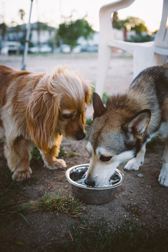 Two dogs drinking from same water bowl