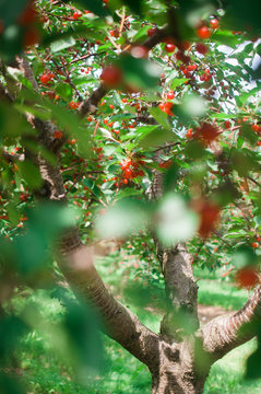 Cherry trees on a farm