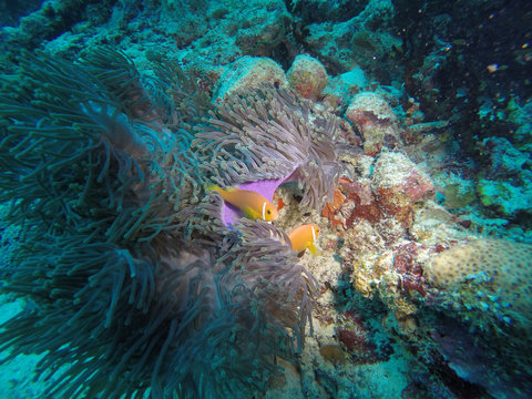 Cute Clown fishes or Nemos protected by their Anemone on a coral reef in the tropical waters of the Maldives