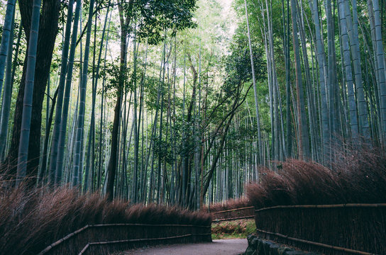 Bamboo Forest in Kyoto, Japan