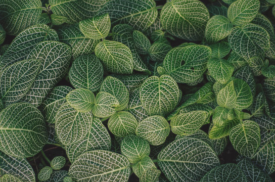 Fittonia Nerve Plant