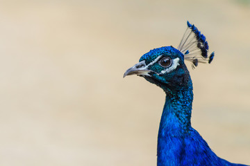 Male peacock head