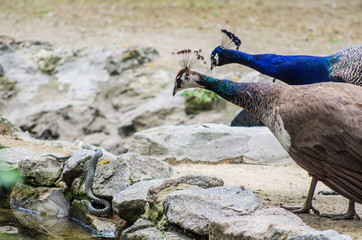 A pair of peacocks observe the snake with interest