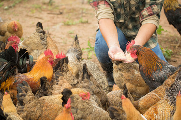 Farm worker feeding chicken at poultry farm