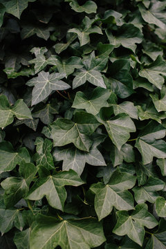 wall of ivy
