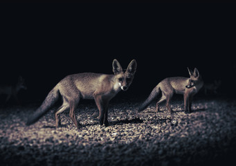 fox