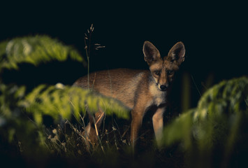 fox