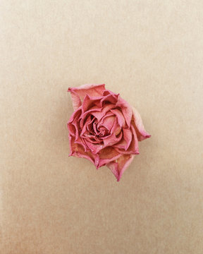 A little dry rose.