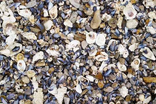Shells and rocks on the coast