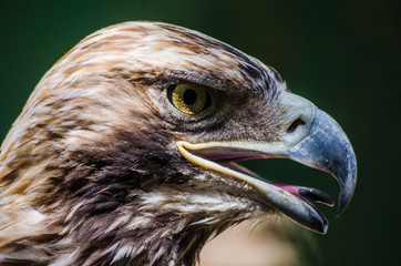Eagle in the cage of the zoo
