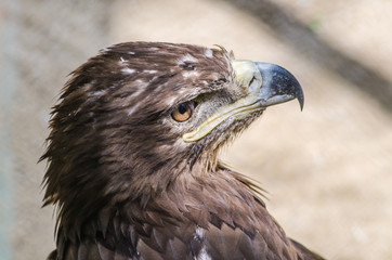 Eagle in the cage of the zoo