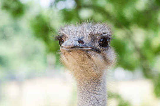 Female ostrich in the zoo